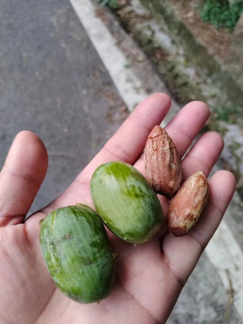礼盒罐装香榧