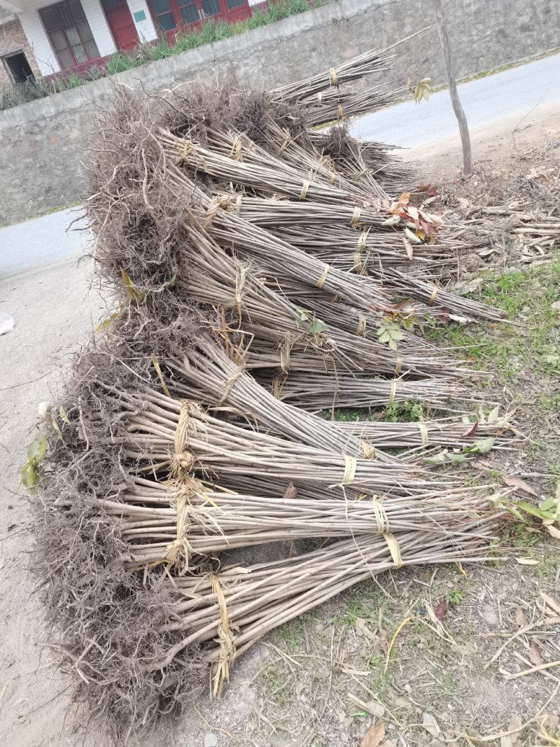 漆树苗，山漆苗，油漆树……………………………