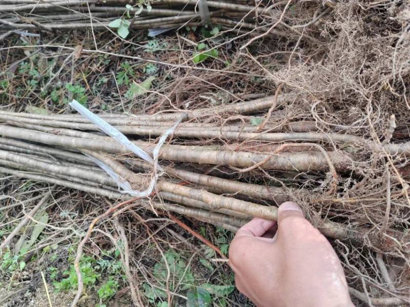 大青叶实生樱桃苗一年生，陕西汉中货源充足大量有货