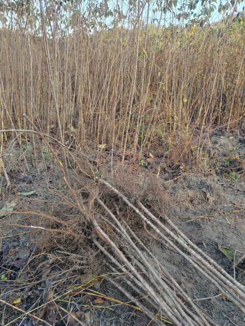 大青叶实生樱桃苗一年生，陕西汉中货源充足大量有货