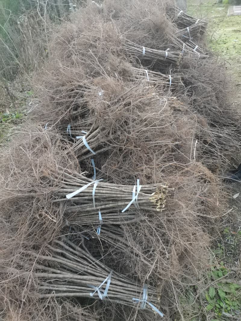 大青叶实生樱桃苗一年生，陕西汉中货源充足大量有货