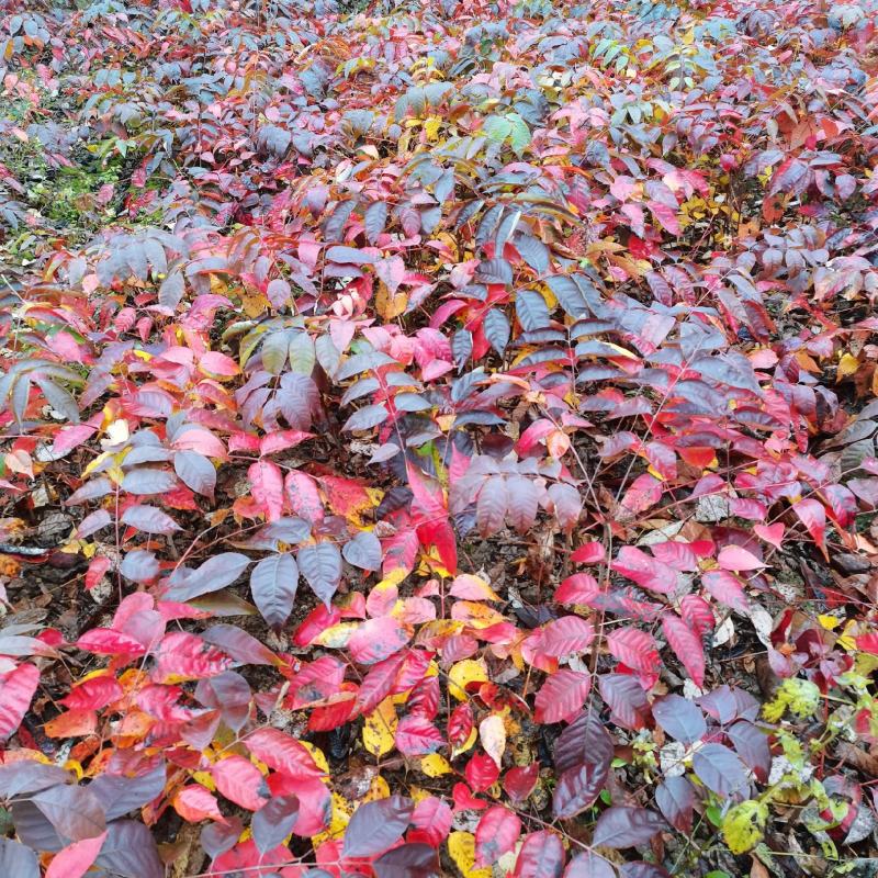 漆树苗，山漆苗，油漆树……………………………
