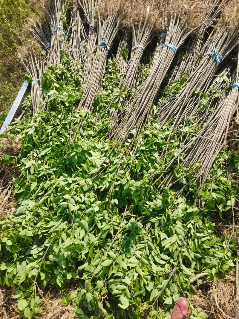 栾树，栾树小苗，05-1公分有货，籽播苗，一二年生。