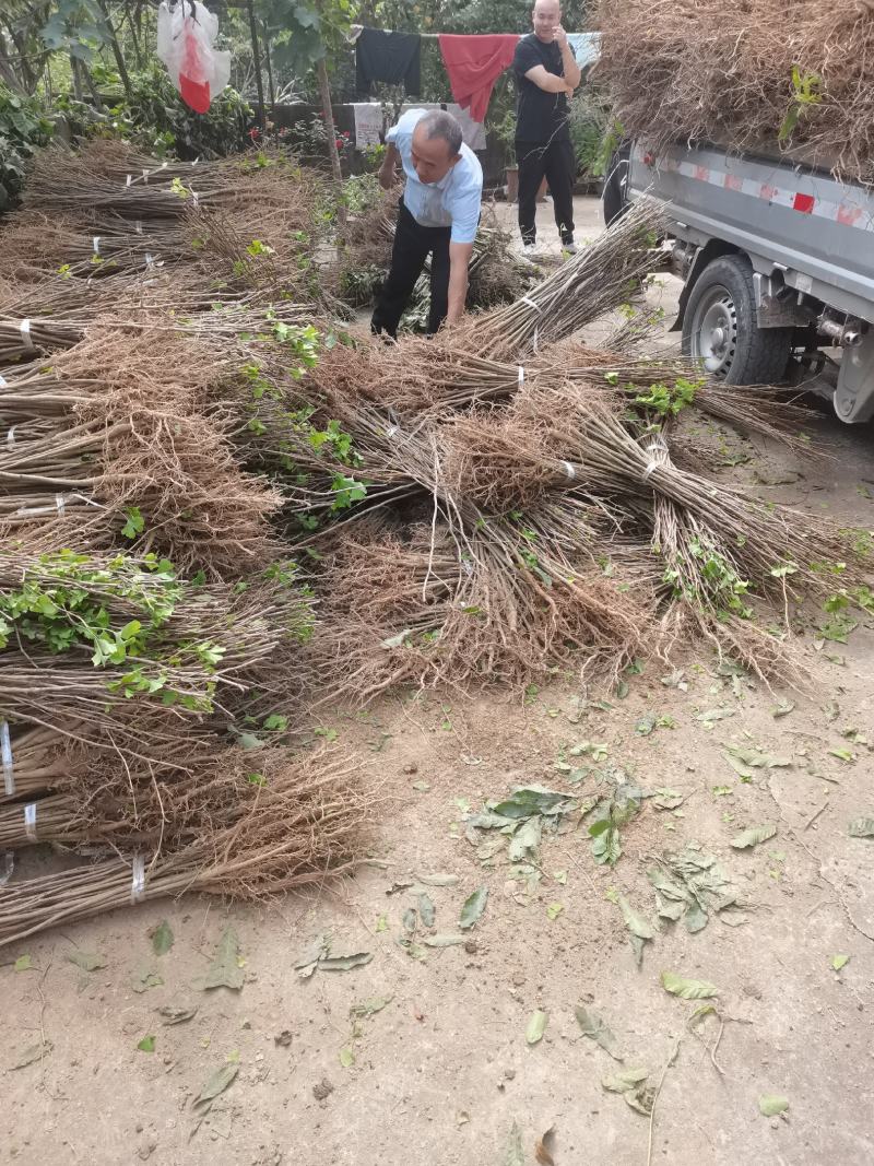 栾树，栾树小苗，05-1公分有货，籽播苗，一二年生。