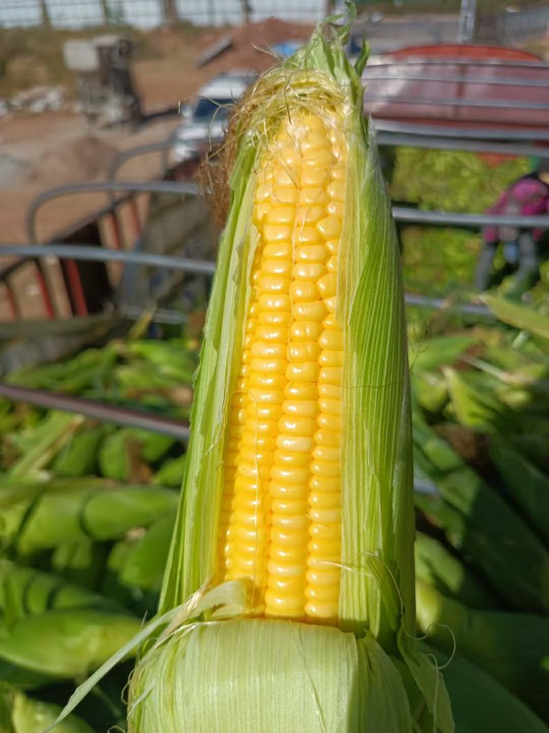 玉米甜脆