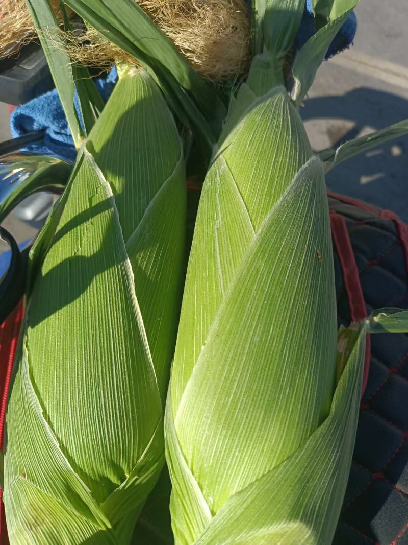 玉米甜脆