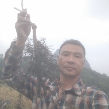 大秋甜柿苗