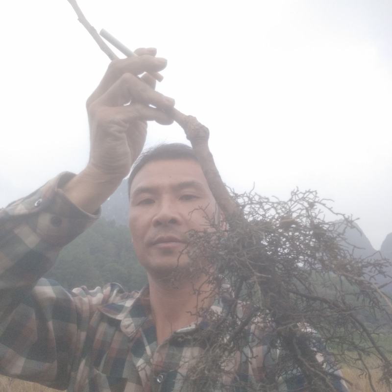 大秋甜柿苗