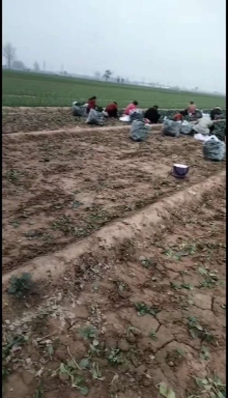 河南趴地波菜大量上市