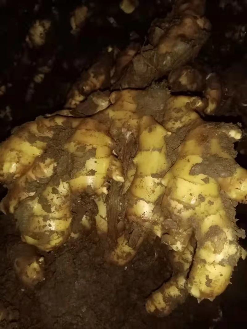 平度大姜常年大黄姜面姜小黄姜！！！！！！