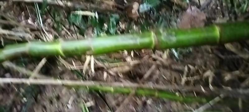 野生百部，生在大山中。实心竹，山竹