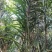野生百部，生在大山中。实心竹，山竹