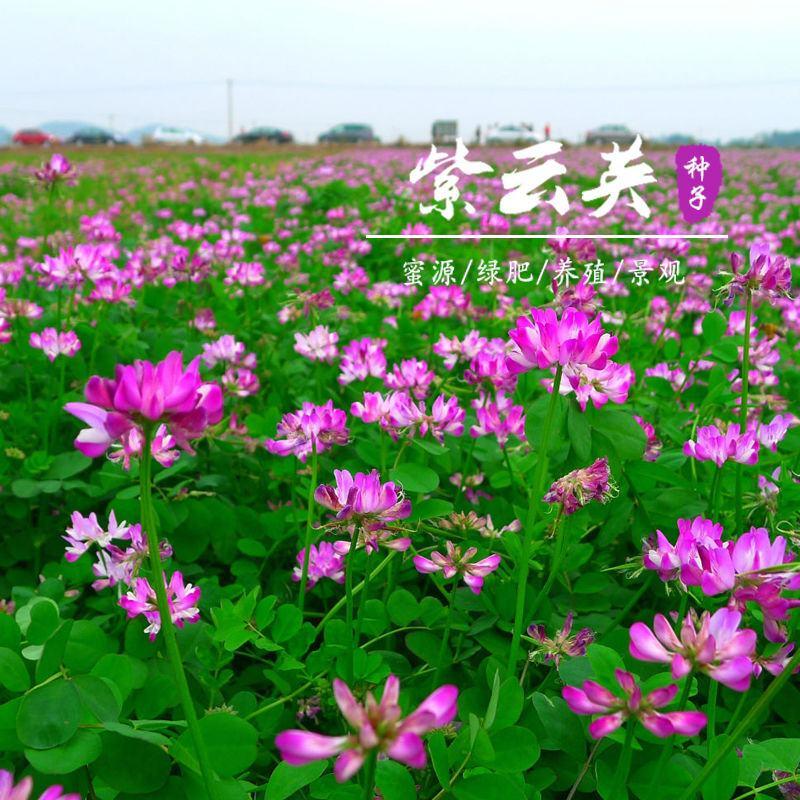 紫云英种子红花草种子养蜂蜜源高产绿肥牧草种子食用野菜种籽