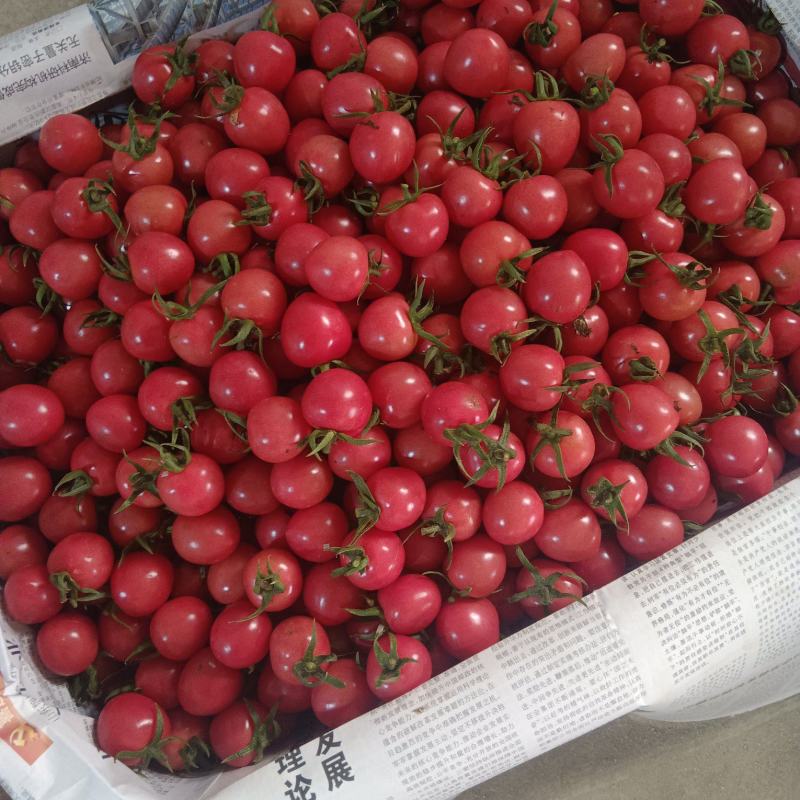 优质圣女果基地发货
