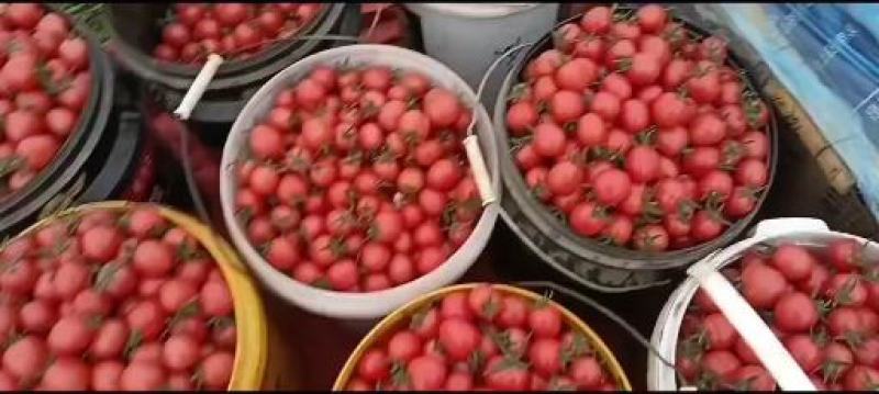优质圣女果基地发货