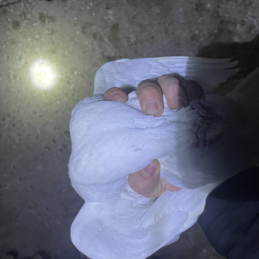 需要老鸽子的可以联系我