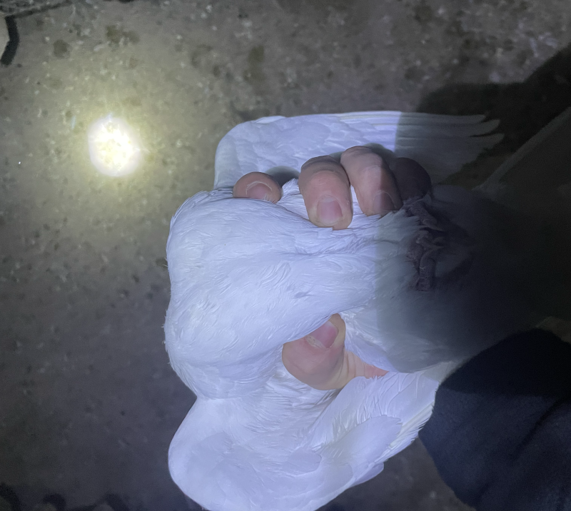 需要老鸽子的可以联系我