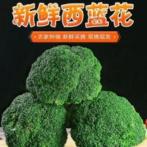 【精选】西蓝花产地货源质量保证价格实惠公道