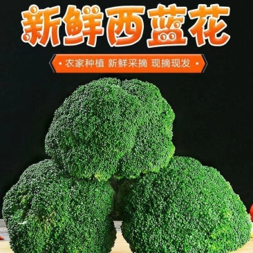 【精选】西蓝花产地货源质量保证价格实惠公道