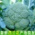 【精选】西蓝花产地货源质量保证价格实惠公道