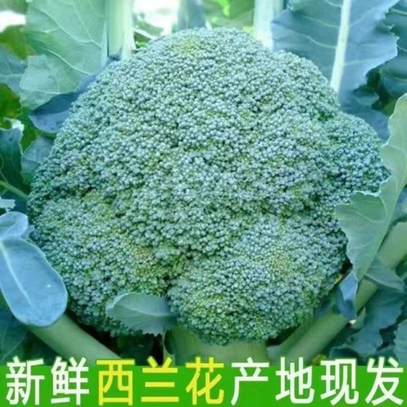 【精选】西蓝花产地货源质量保证价格实惠公道