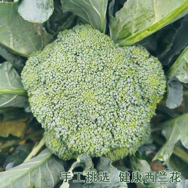 【精选】西蓝花产地货源质量保证价格实惠公道