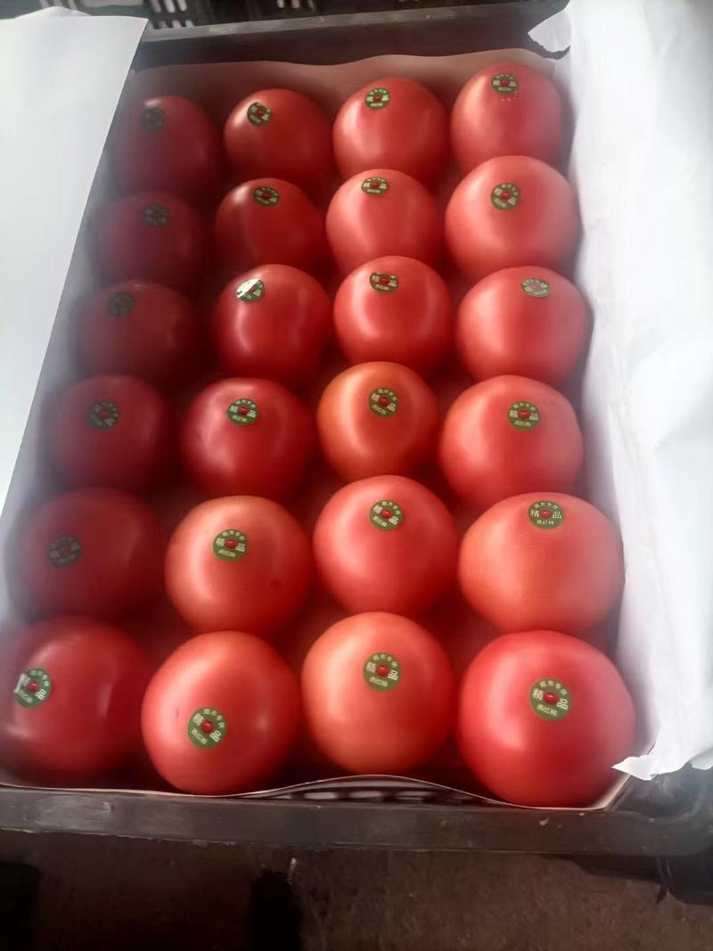 西红柿，产地一手货源，对接电商，团购，批发市场，超市