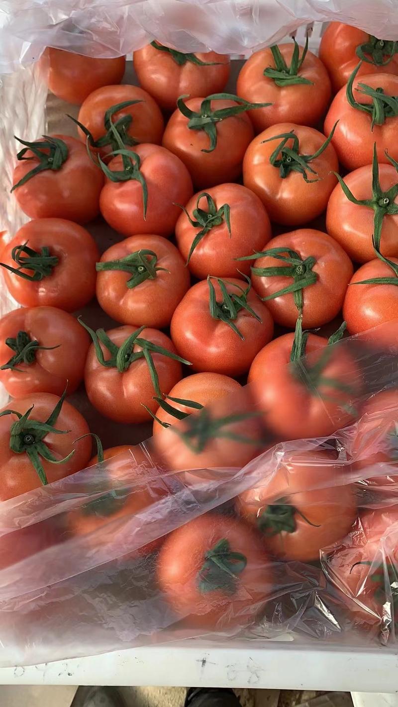 西红柿，产地一手货源，对接电商，团购，批发市场，超市