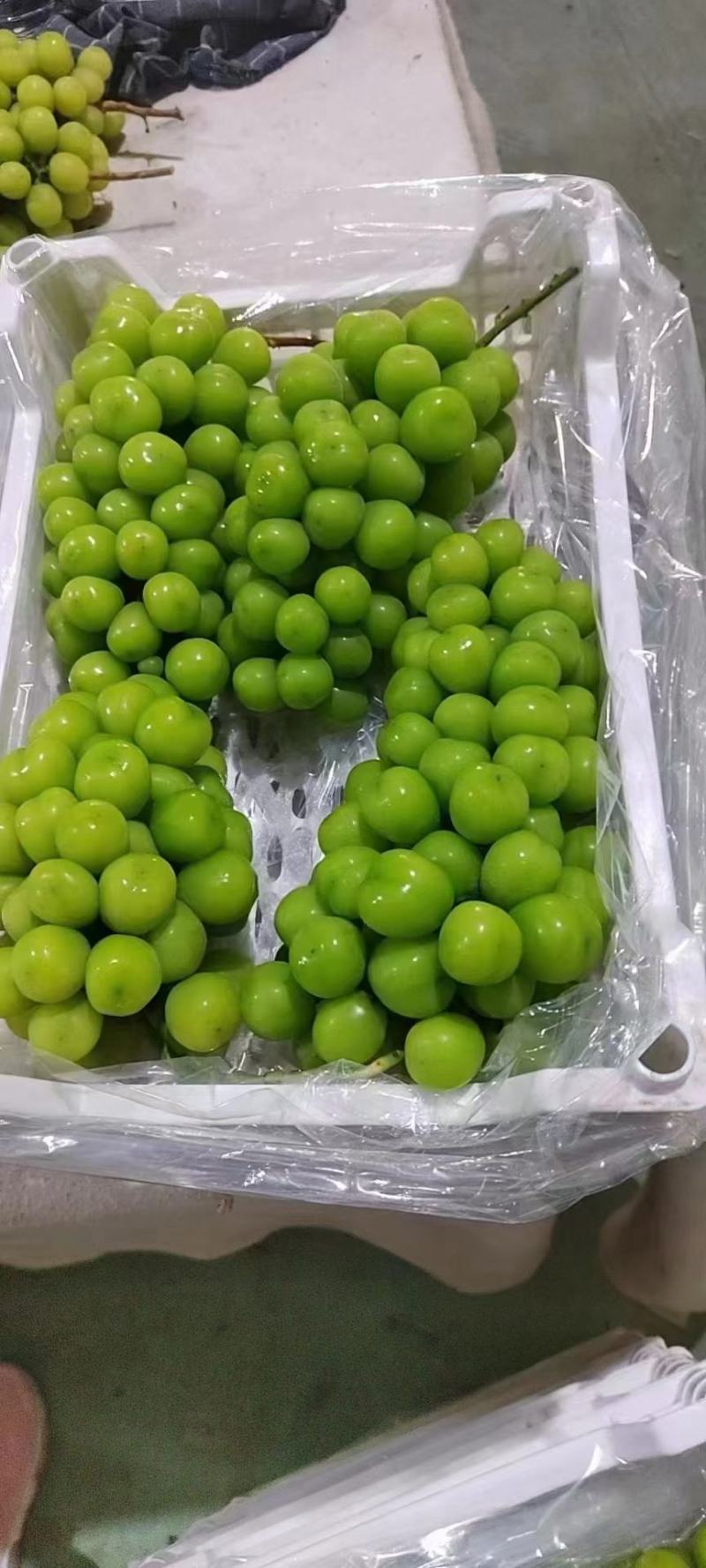 辽南精品冷棚阳光玫瑰葡萄香甜可口果肉多汁质量保证