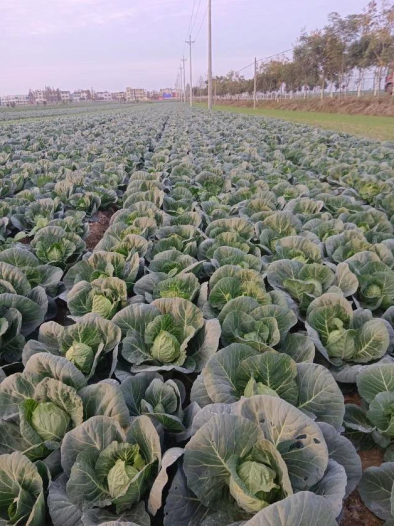 精品甘蓝圆包大量上市中基地直供品质保证量大从优欢迎来电