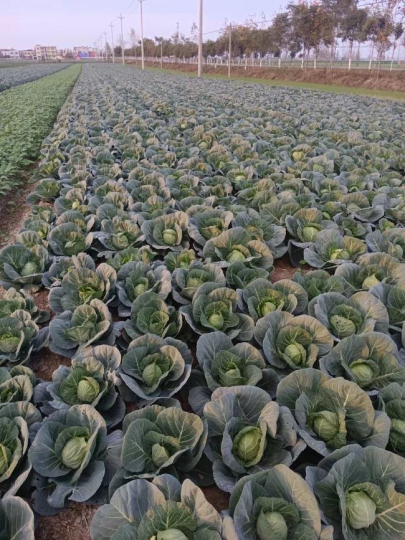 精品甘蓝圆包大量上市中基地直供品质保证量大从优欢迎来电
