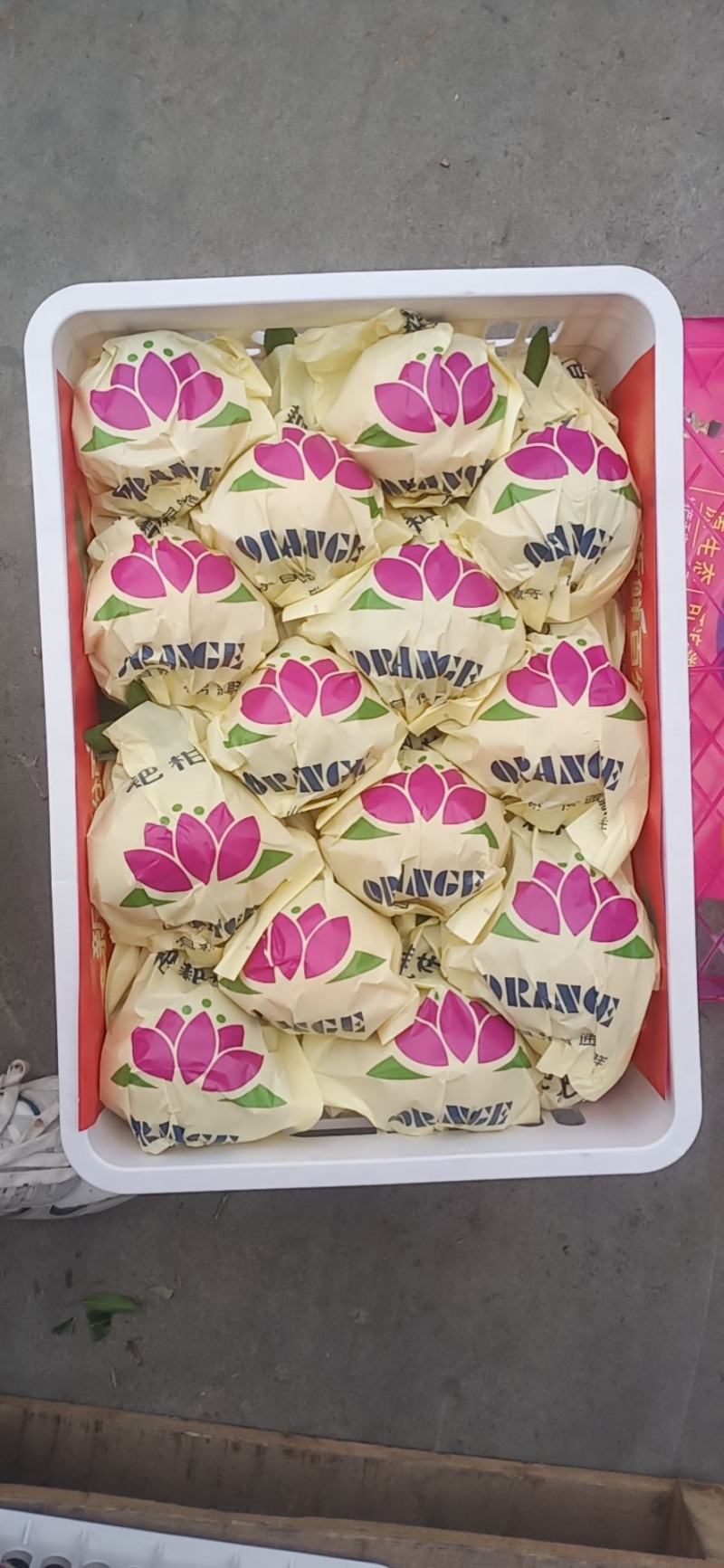 春见耙耙柑