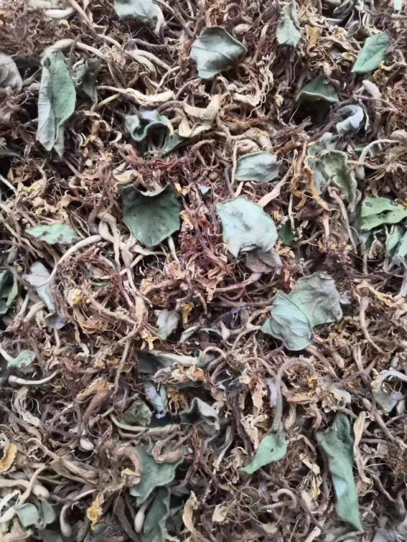 长期有货一手货源各种新鲜金银花干货