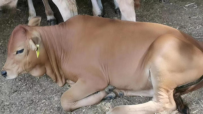 牛犊黄牛犊三到六个月的小黄牛十头免费运输货到付款