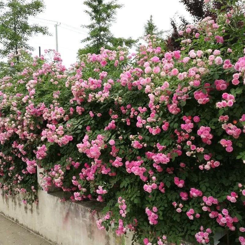 蔷薇苗爬藤爬墙蔷薇花苗蔷薇苗庭院绿化蔷薇苗