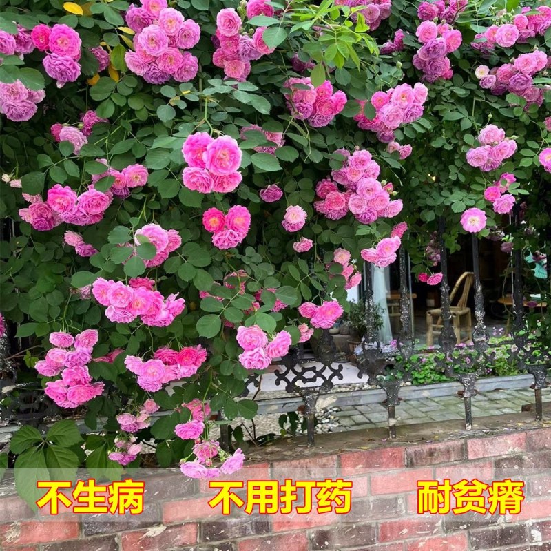 蔷薇苗爬藤爬墙蔷薇花苗蔷薇苗庭院绿化蔷薇苗