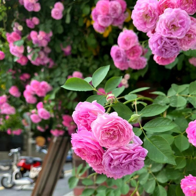 蔷薇苗爬藤爬墙蔷薇花苗蔷薇苗庭院绿化蔷薇苗