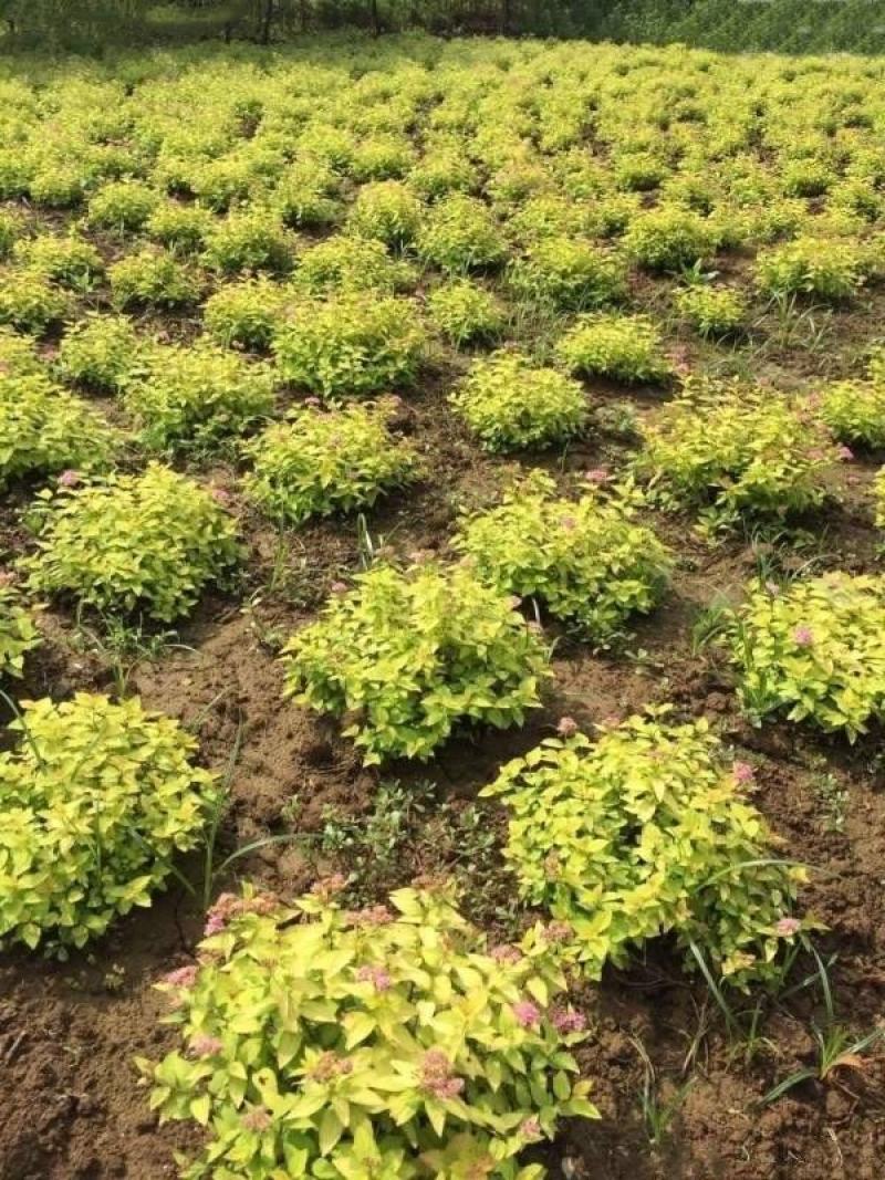 金山绣线菊