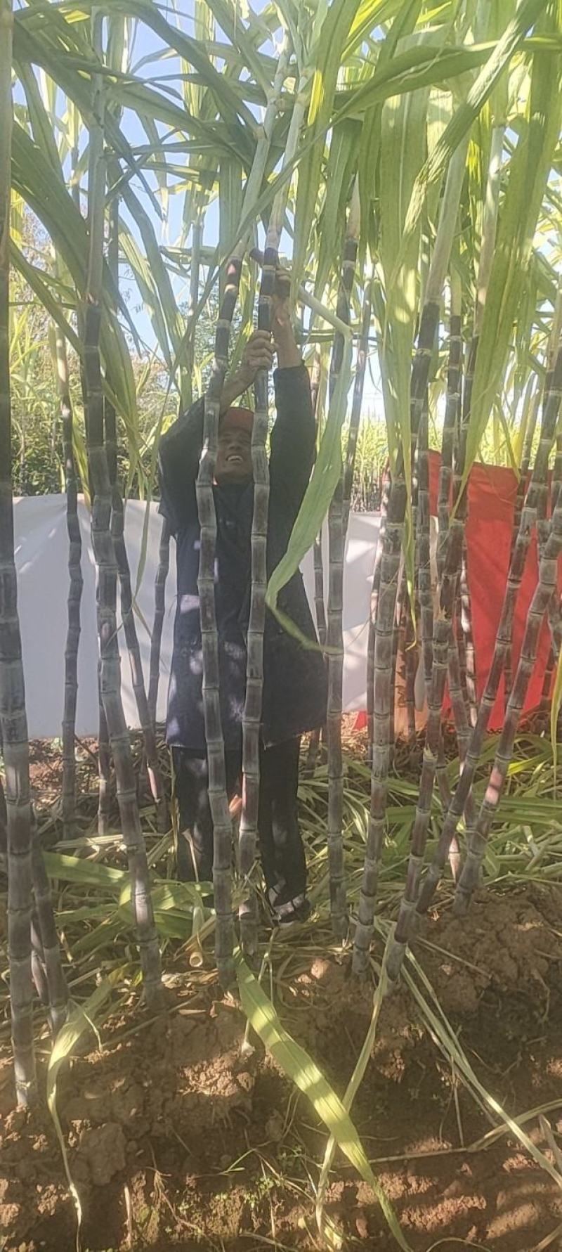 24年甘蔗大量上市，质量好，需要新老客户联系