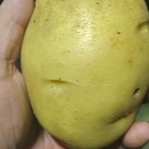吉林产区黄心土豆，尤金土豆，大量上市全国诚信为本