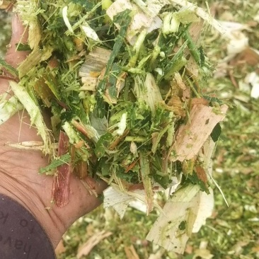 优质青储，黄储饲料