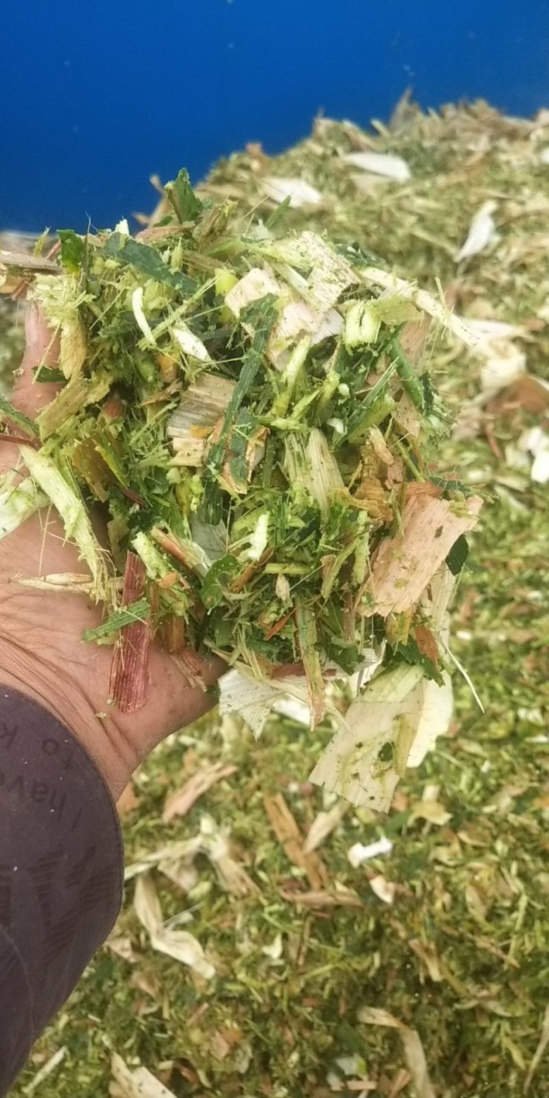 优质青储，黄储饲料
