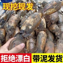 【现挖发货无漂白】新鲜莲藕带泥莲藕藕粉原料新鲜蔬菜批发