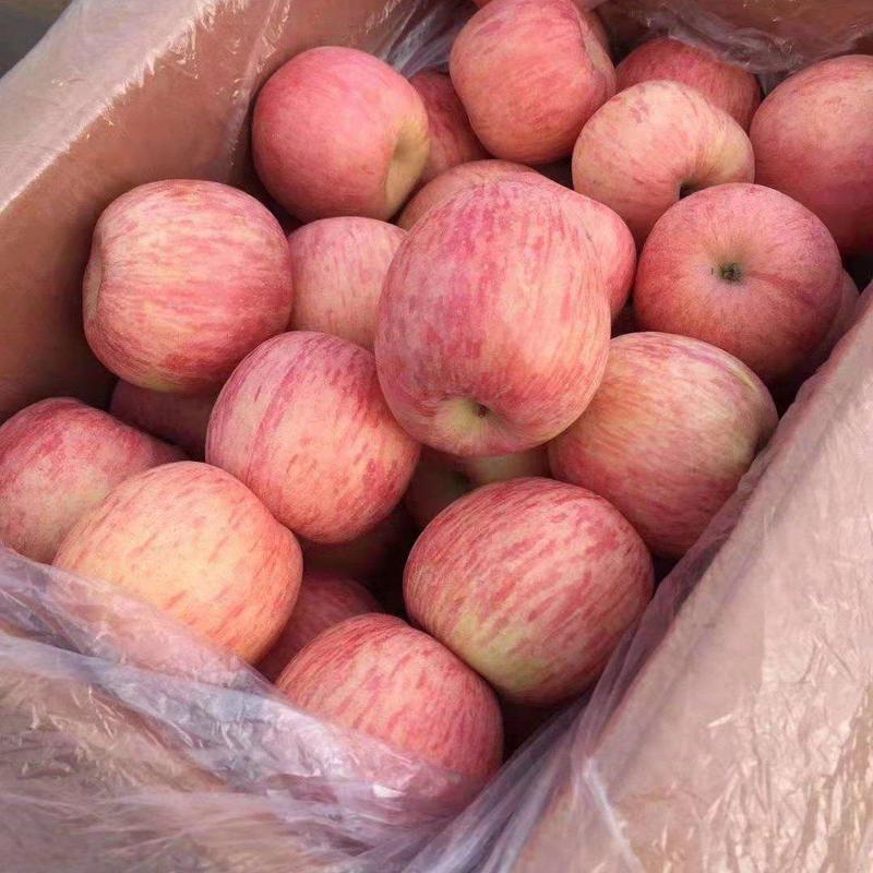 [推荐]红富士苹果山东苹果电商商超产地供应全国发货
