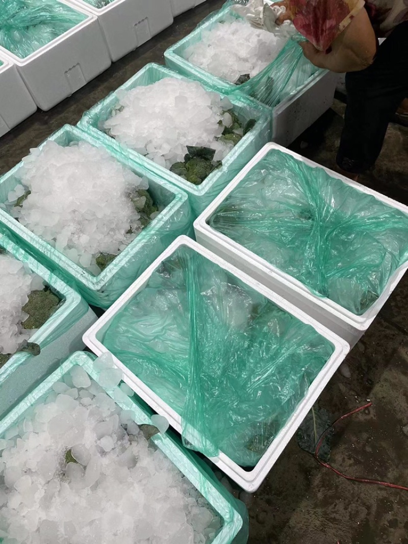 江苏产地一手货源大量供应西兰花专业团队基地直发