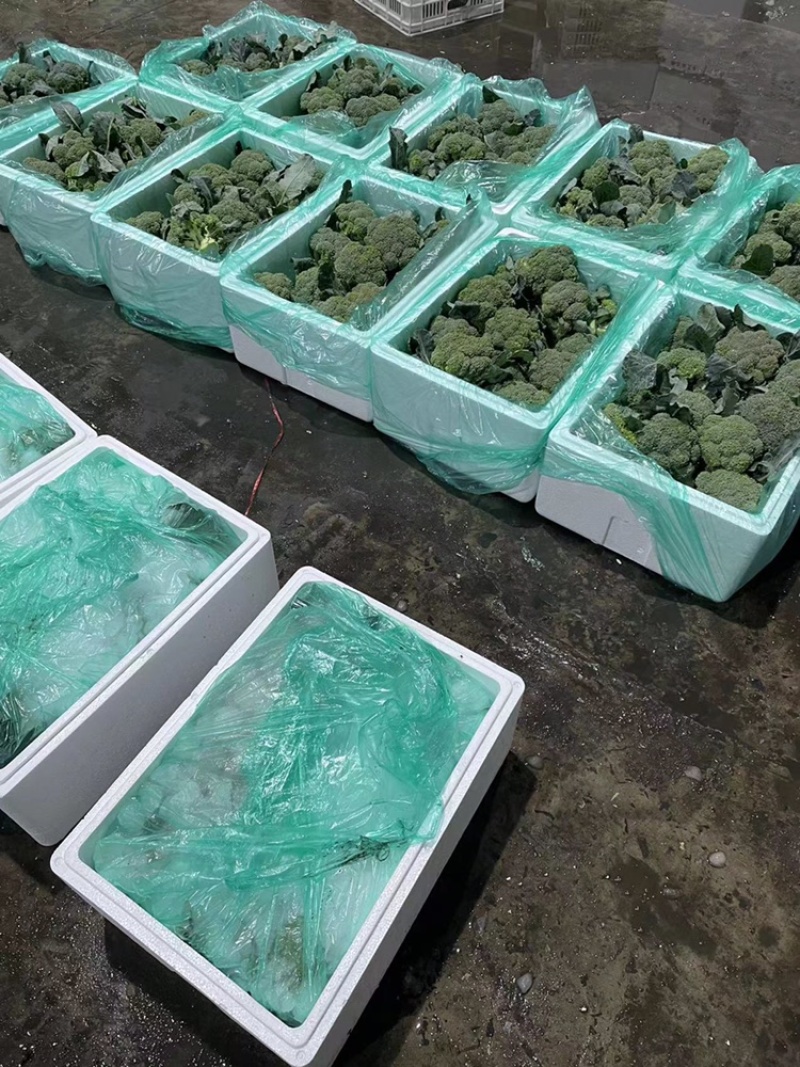 江苏产地一手货源大量供应西兰花专业团队基地直发