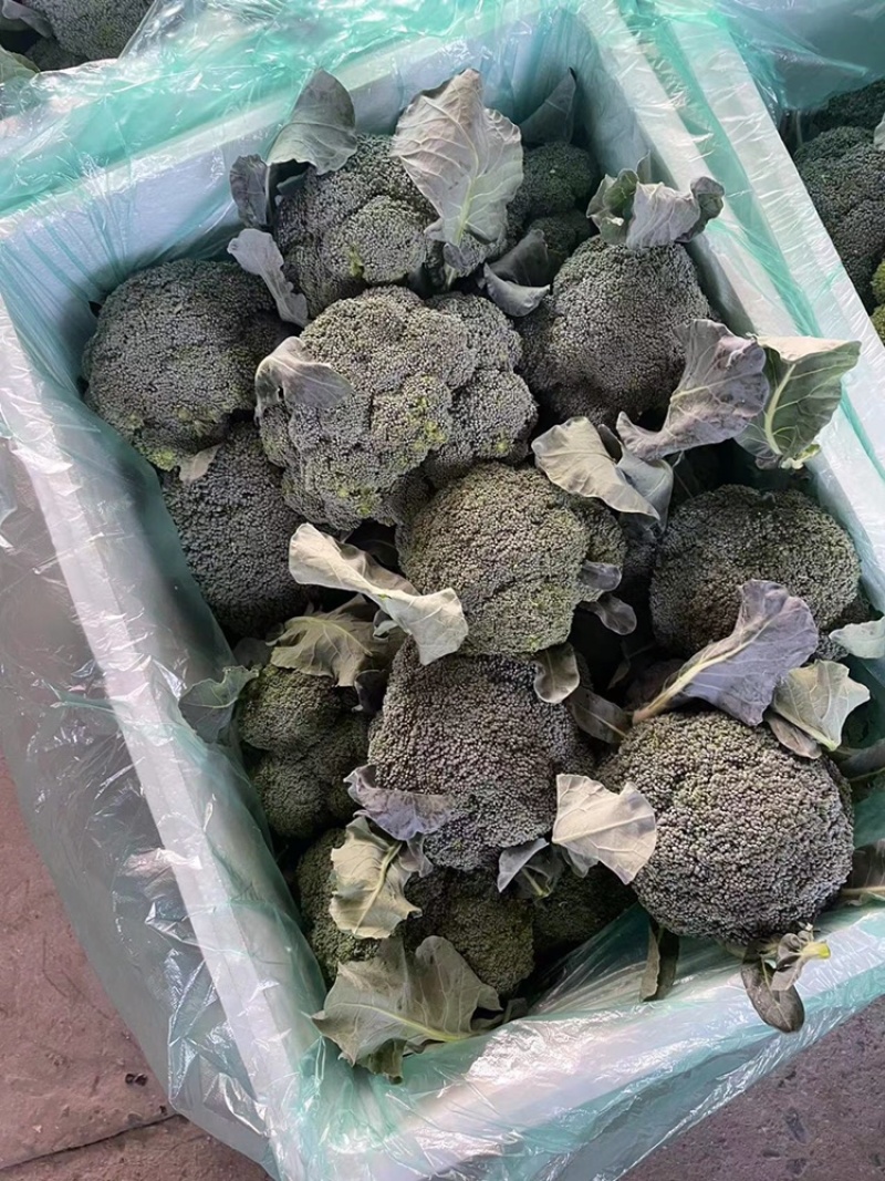 江苏产地一手货源大量供应西兰花专业团队基地直发