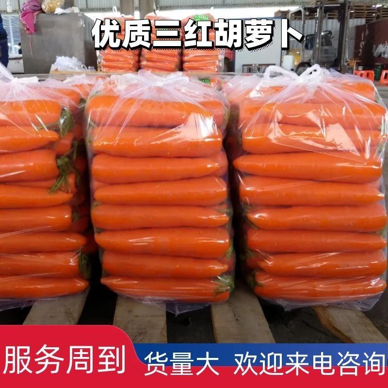 通许精品水洗中条小条大头三红胡萝卜大量供应产地直发