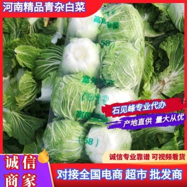 河南大白菜，青杂三号白菜产地直供货源充足代发全国