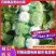 河南大白菜，青杂三号白菜产地直供货源充足代发全国